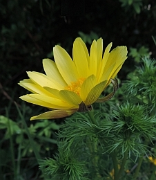 Yellow Pheasants-eye – Adonis vernalis